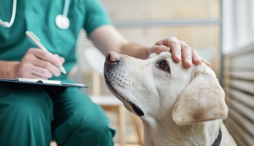 Veterinary Triage Assessments